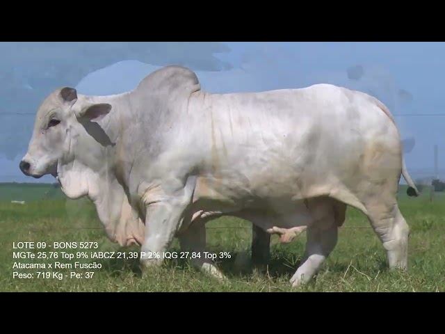 LOTE 09   BONS 5273