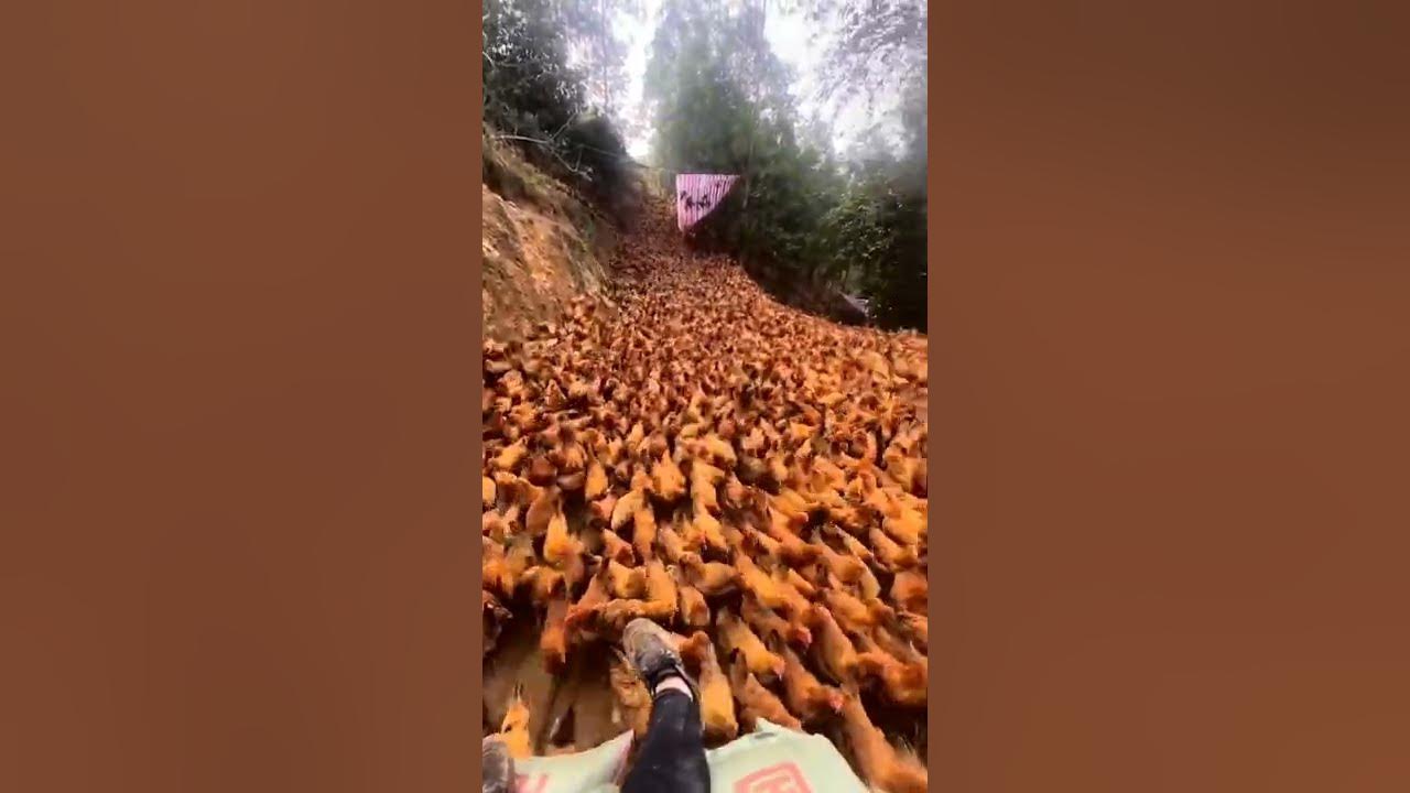 100000 chicken // biggest poultry farm )) open range poultry farming