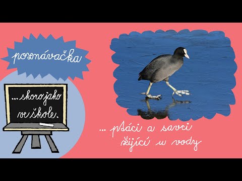Video: Co Ptáci A Savci Chovají Pouze V Zimě