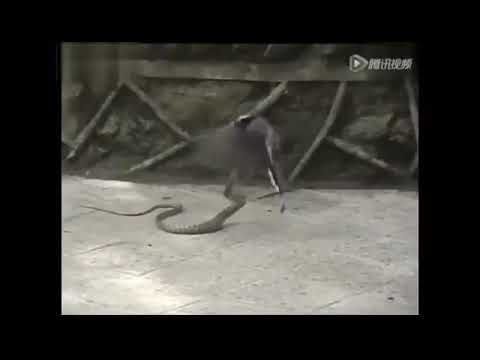 انتقام المظلوم