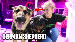 Surprising My Girlfriend With A Puppy