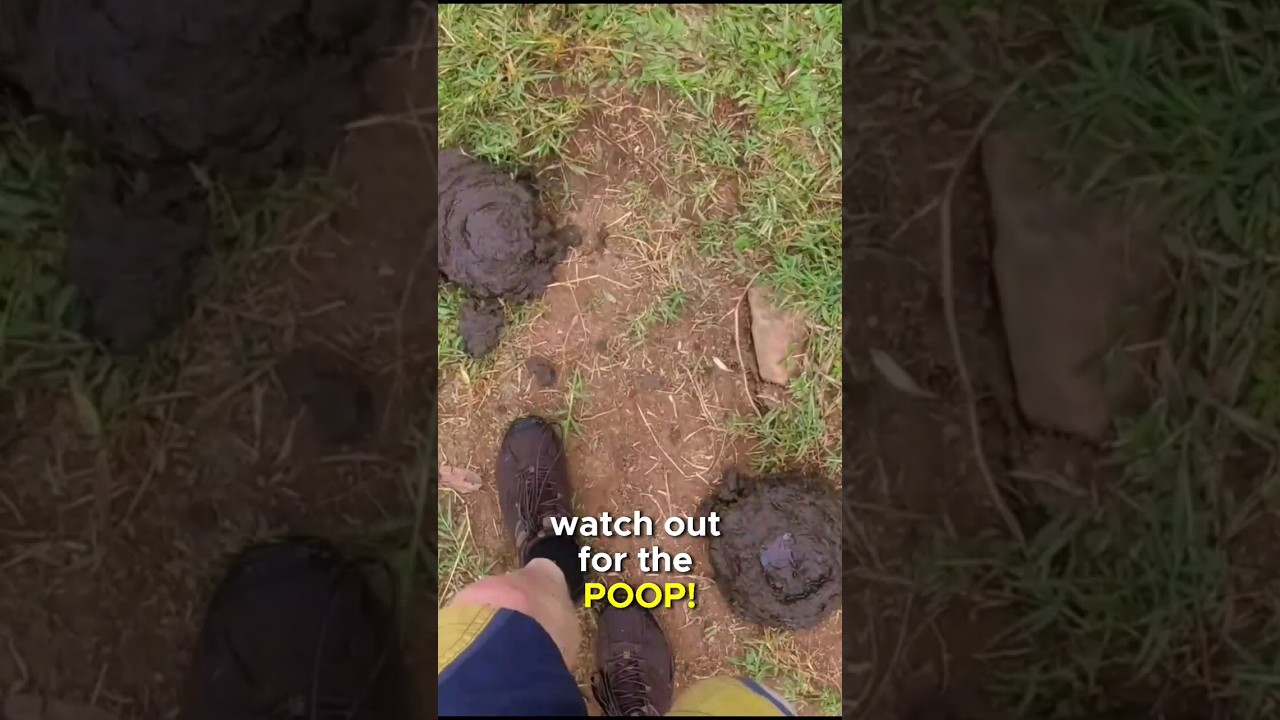 Raging Cows 🐄🐮🤠 