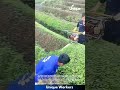 Efficient Tea Harvesting: Workers Use Motorized Trimmer for Tea Bushes