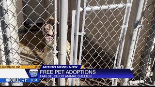 Chico Animal Shelter sees surge in adoptions with waived fees initiative