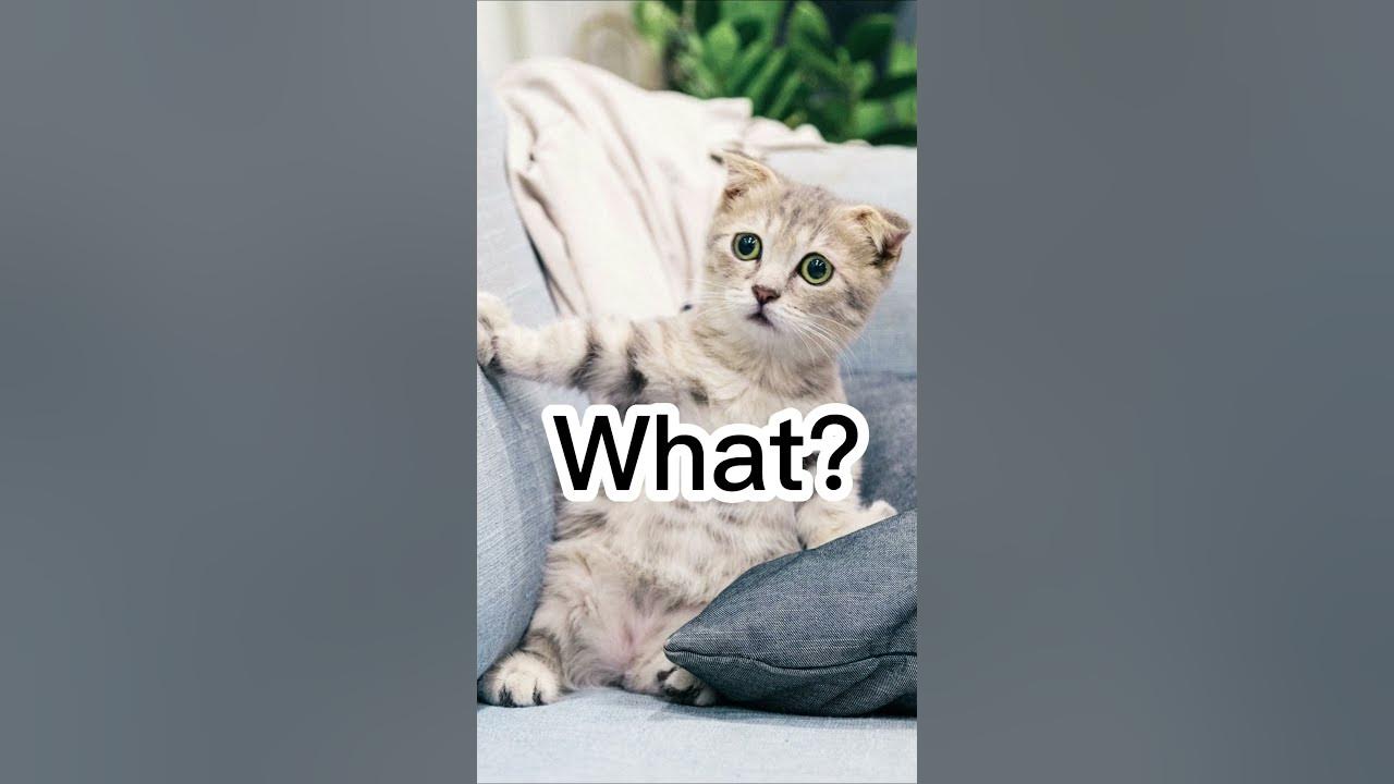what-does-a-choir-of-cats-like-to-sing-youtube