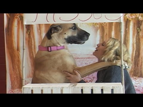 Video: Undersøgelsen Siger, At Hundeejere Smooch Pooches Mere End Deres Menneskelige Partnere