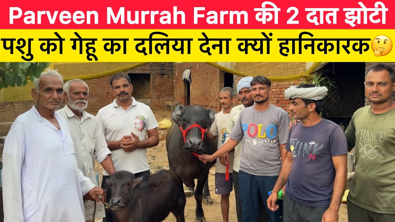 पशु को गेहूं का दलिया देना क्यों है हानिकारक 🤔|| Parveen Murrah Farm की 2 दांत झोटी ||