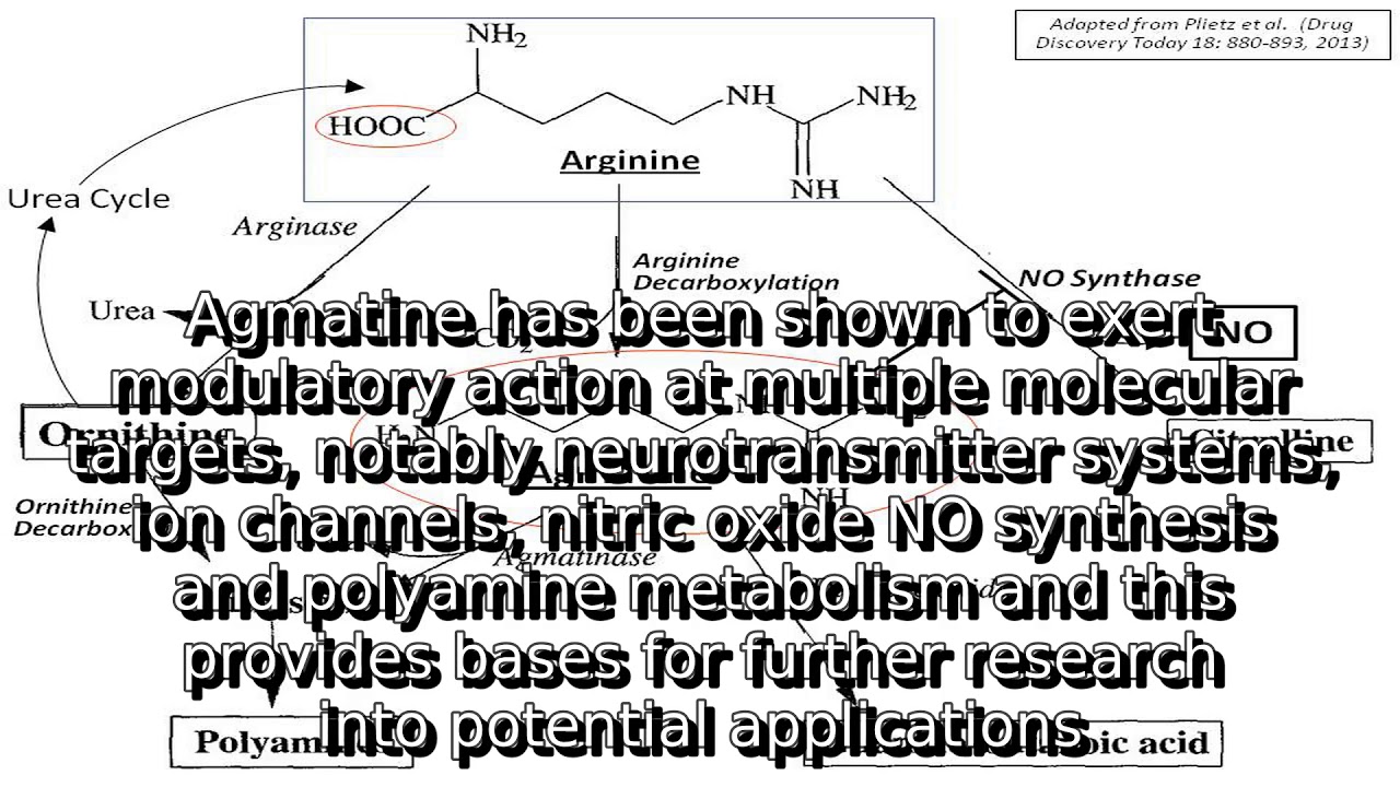 Learn about agmatine | what is agmatine