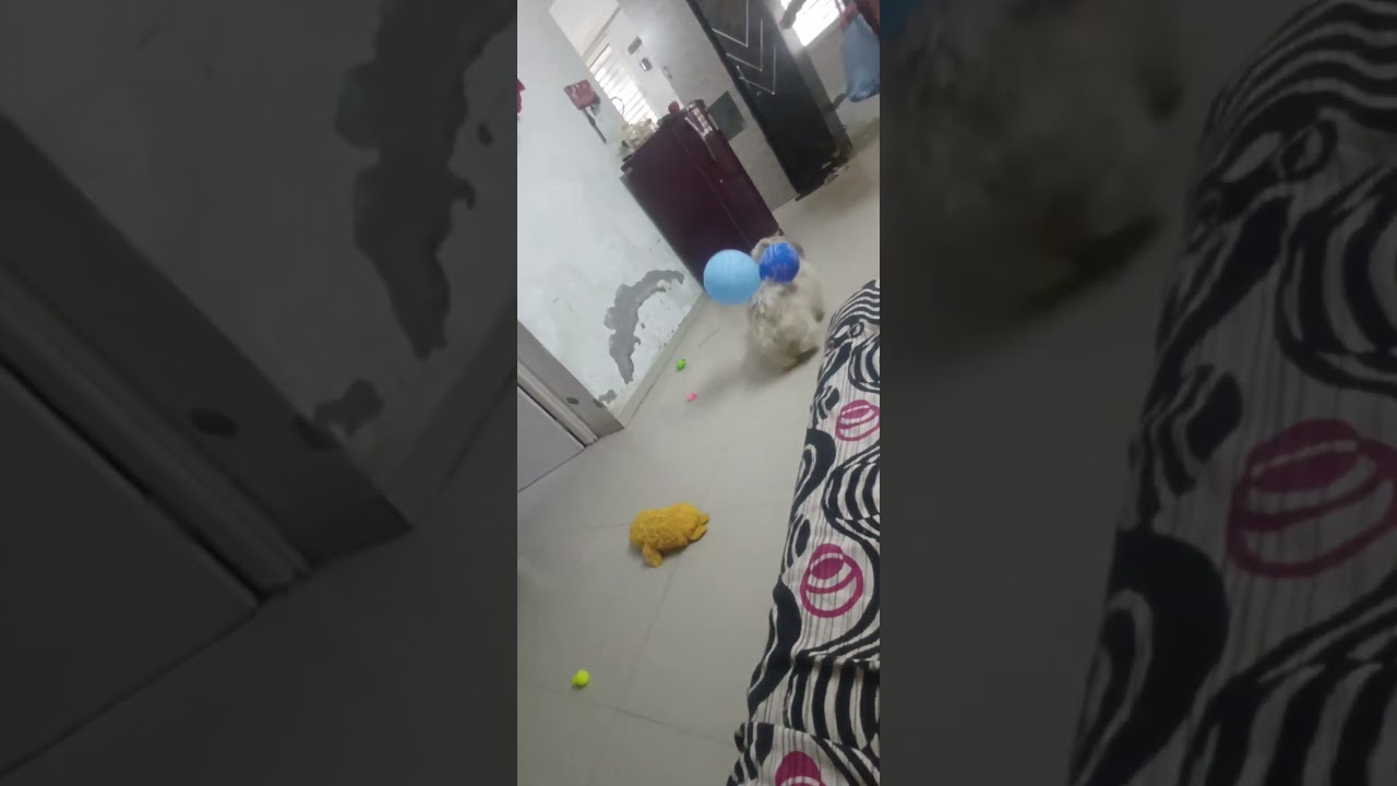 Seemba the Dog Playing with Cloth 🐶🧣 | Funny Dog Shorts