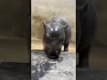 This pygmy hippopotamus is so bouncy#Animal science popularization#Pygmy hippopotamus
