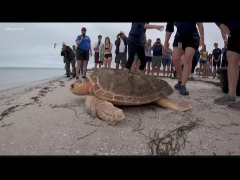 Loggerhead sea turtle released back to the wild after months of rehab