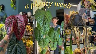 a week in my indoor jungle 🧚‍♂️🪴🍂 bringing plants inside, chopping & propping, repots, etc News