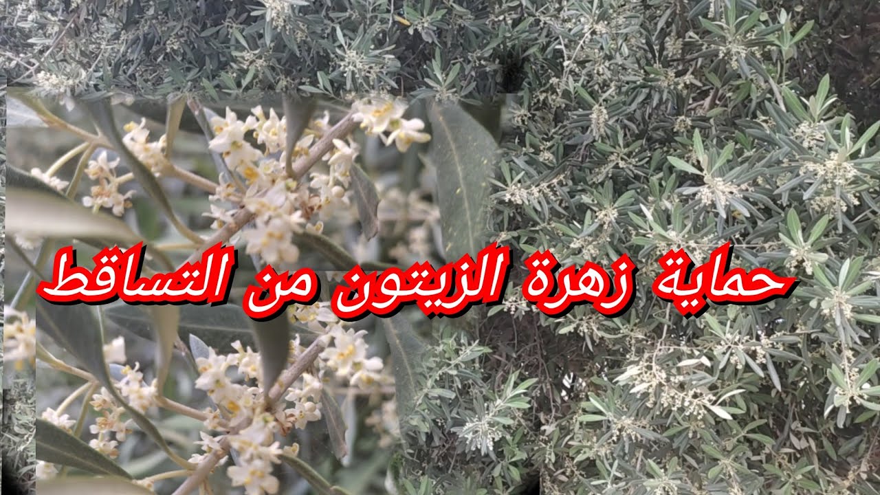 كيف نحافظ على زهرة الزيتون في مرحلة التزهير (النوارة) ومرحلة التلقيح
