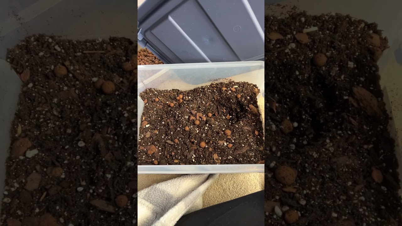 Repot My Peperomia With Me! 