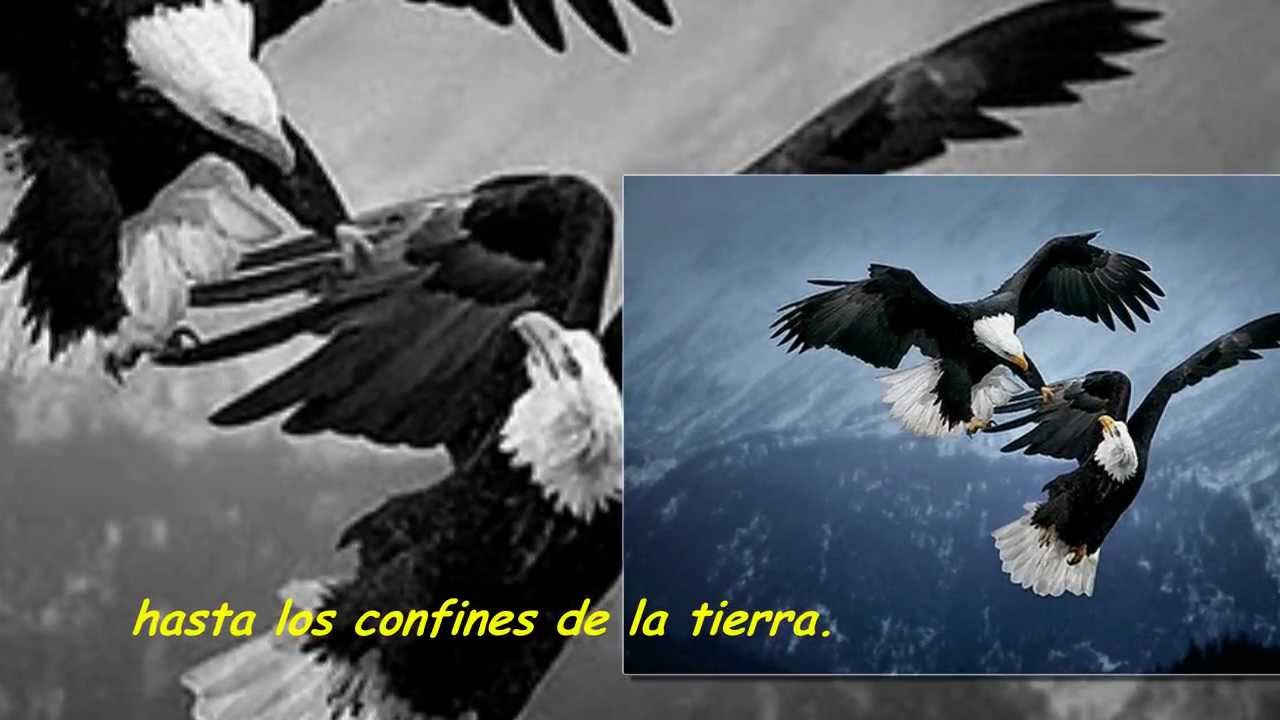 tina turner on silent wings