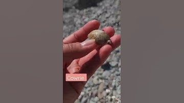 Perfect condition Cowrie seashell!❤️#perfect #shelling #cowrieshell #myfave #seaofcortez #wrackline