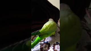 Kurmanic Here Gule Viral Sound