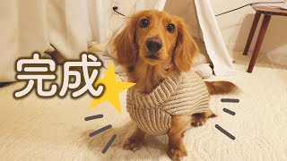 レオちゃんねる ミニチュアダックスフンド の年収 収入はいくら Youtube ユーチューブ レオちゃんねる ミニチュアダックスフンド の年収 収入はいくら Youtube ユーチューブ