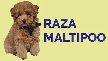 Como cuidar de cachorro Maltipoo?