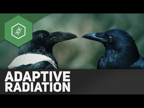Adaptive Radiation - Evolutionsfaktoren 7