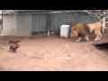 León juega con su manada de perros