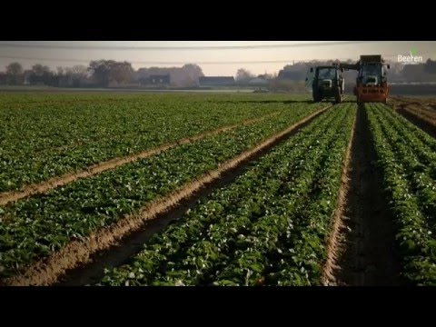 Video: Strawberry Elsanta: berbagai fitur