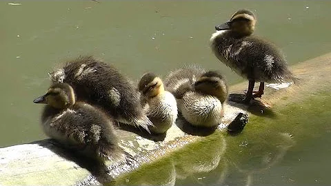 Kde si objednat dluhopis?