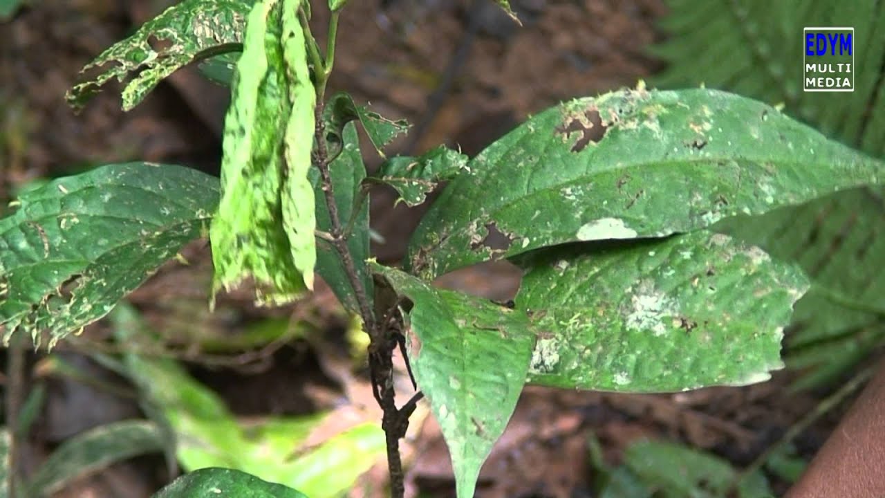 Una De Murcielago Macfadyena Unguiscati Youtube