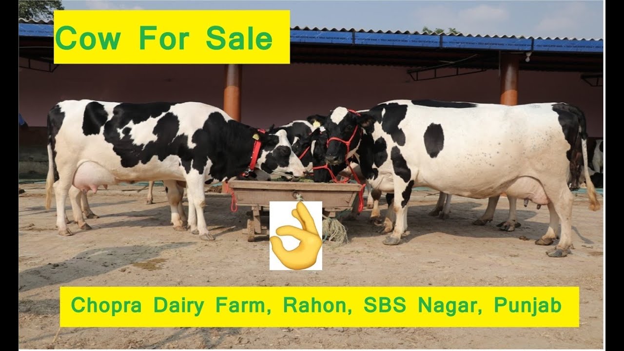Cow For Sale | Chopra Dairy Farm | Rahon | SBS Nagar |Punjab | #UnnatKisaanUnnatKrishi
