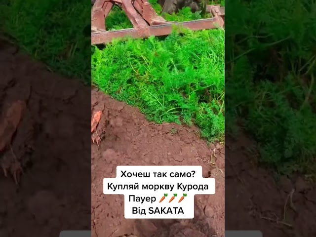 Хто хоче так само зібрати моркву? КУРОДА ПАУЕР ідеальний сорт з великими врожаями