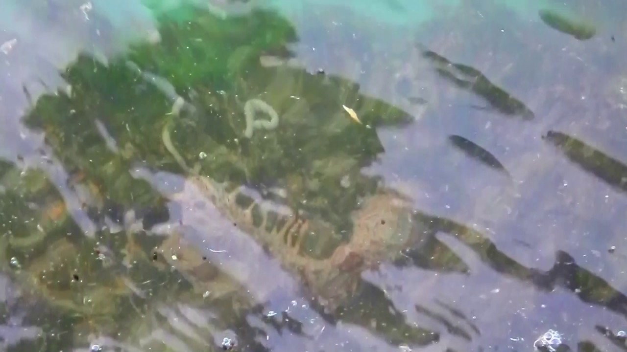 Sea cucumber ナマコ Japanese sea cucumber. YouTube