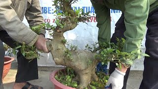 Bonsai Sung siêu VIP, bệ to, lùn lực ngày 23/2/2022, ĐT: 0337496058