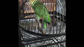 Talking parrot
