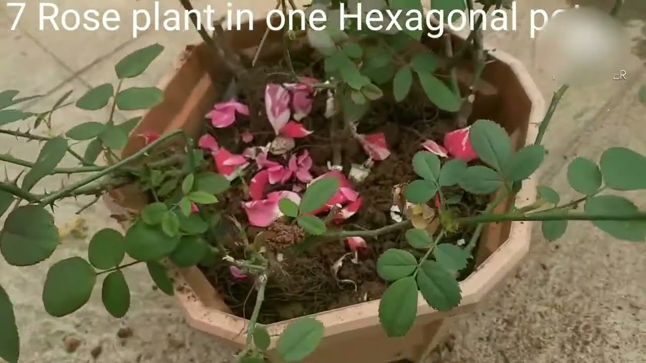 Why I prefer Hexagonal Pot ?