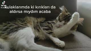 #youtubevideo#patilidostlar #cat #kitten by EFULİNİN CANLARI 275 views 1 month ago 28 seconds
