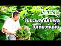 ถึงพริกถึงขิง (Tuengpriktuengkhing) 21-01-16 : ใบชะพลู