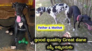 top qGreat dane puppy for sale in telugu/8790994921 /aj pets