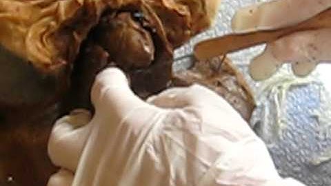 Fetal Pig dissection part 3.AVI