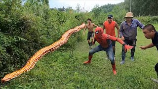 Emergency Call, Spider-man Confront Giant 50kg Python | King Python