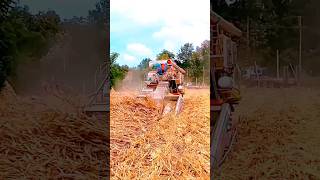 Sophisticated Way to Clean Leftover Corn Stems in the Field #shorts