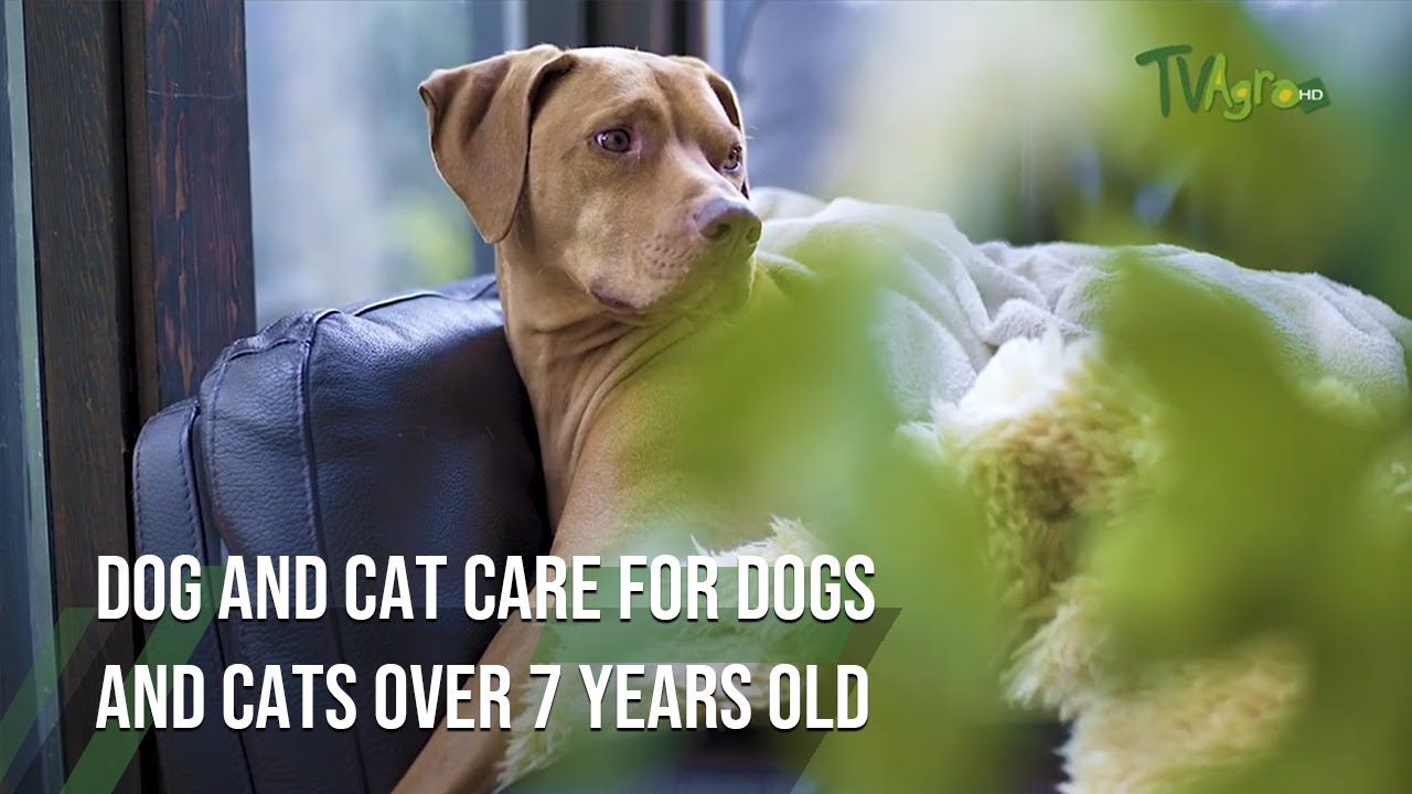 Dog and cat care for dogs and cats over 7 years old