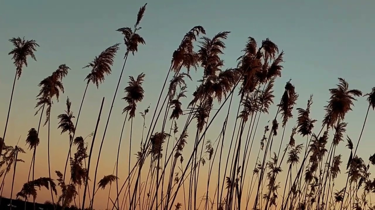 रोमनिया 🇹🇩🇹🇩