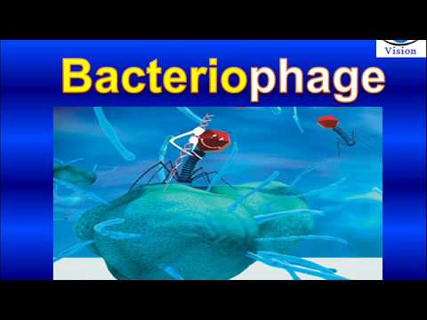 Vidéo: Structure Et Assemblage De La Tête Du Bactériophage T4