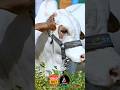 #cattle #farming #cow #shorts #viralshorts ✨✨