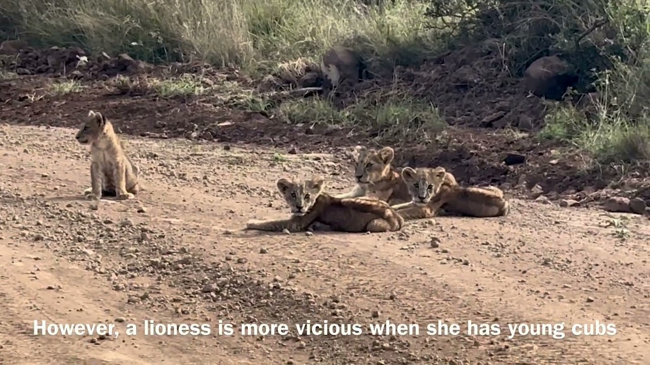 What happens when a lioness finds a predator near her cubs