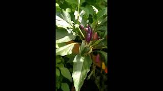 ONE OF THE MOST UNIQUE CHELLES ,FRUITS TURN INTO PURPLE, YELLOW, ORANGE #shorts #suriname #unique ONE OF THE MOST UNIQUE CHELLES ,FRUITS TURN INTO PURPLE, YELLOW, ORANGE #shorts #suriname #unique