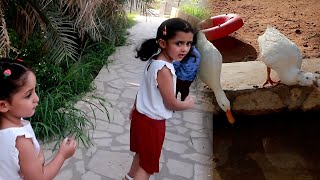 خافوا من بط المزرعة   سمعها