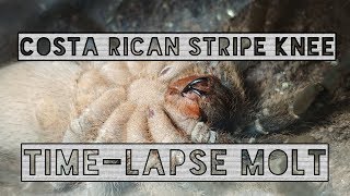 Aphonopelma seemanni Time-lapse Molt