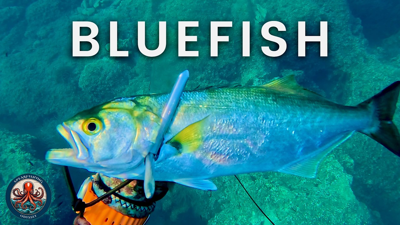 🔱 Bluefish at Last! | Chasing Predators in a Shallow Spearfishing Quest 🐟