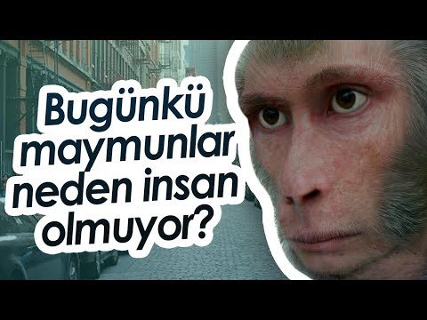Evrim Doğruysa Bugünkü